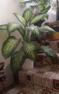 دیفن سالم سرحال شاداب