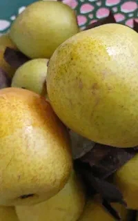 گلابی شمال خوش طعم ابدار شیرین
