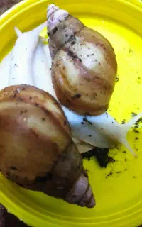 فروش فوری حلزون اچاتینا