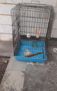 قفس پرنده