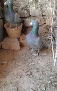 نروماده سبز