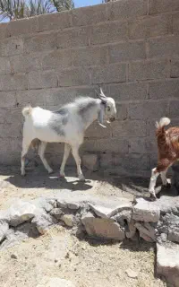 چهار عدد پازن گوشی و داشتی