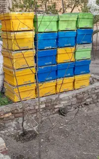 کندوی عسل