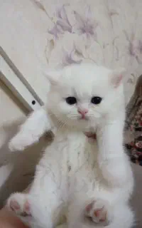 گربه