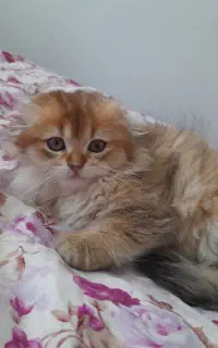 بچه گربه اسکاتیش