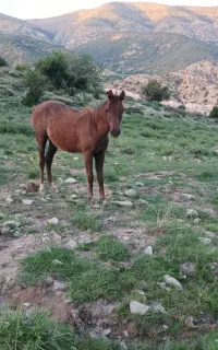 کره مادیون