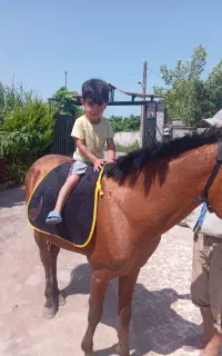 اسب‌نر‌عرب‌کرد