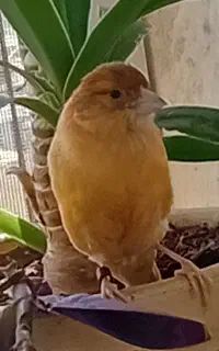قناری نروماده