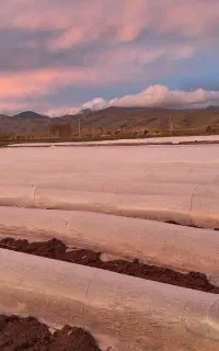 نایلون جمع شده گوجه