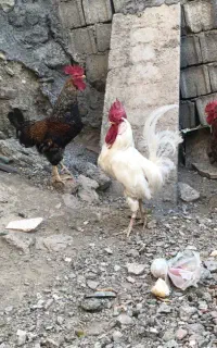 خروس