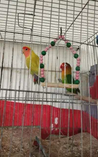 یک جفت کوتوله