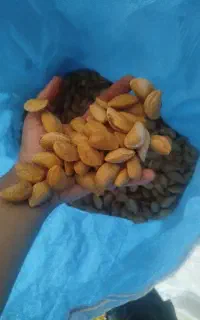 بادام امسالی