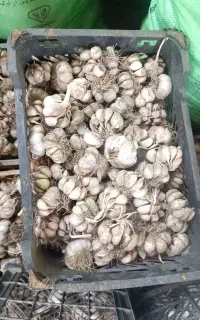 سیر محلی