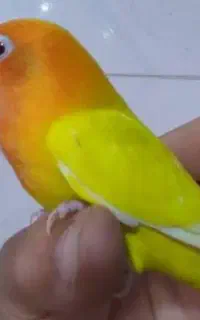 جوجه کوتوله