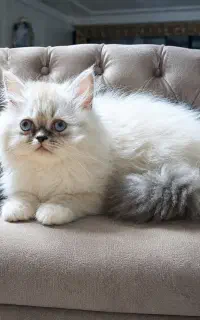 گربه