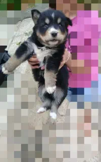 سگ پاکوتاه