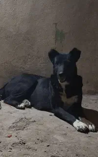 سگ لاس