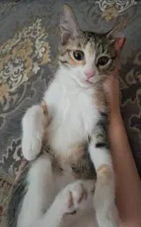 واگذاری گربه ی ناز