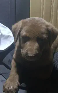 توله سگ لابرادور