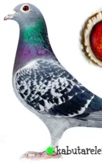 پلاکی گمشده