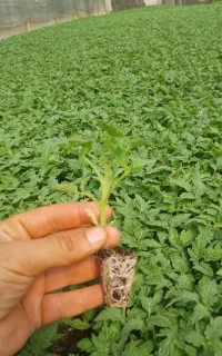 نشا گوجه،فلفل،بادمجان