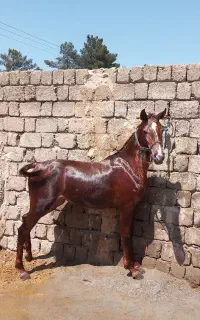 کره اسب مادیان