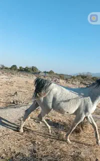 مادیون درجه یک