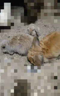 خرگوش لوپ