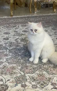 پرشین اصیل