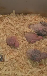 جوجه گرینچیک سرلاکی