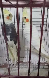 ۲عدد عروس هلندی ۱۰ماهه