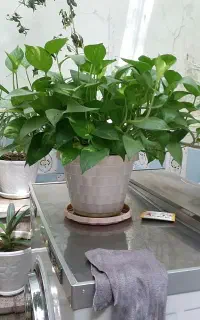 گل و گلدان