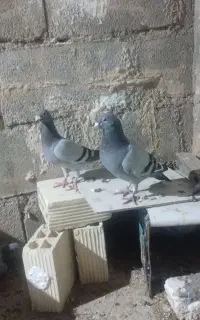 کبوتر پلاکی