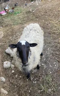 گوسفند رومانف نر