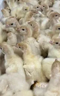 نیازمند کارگر مغازه خوراک دام وطیور