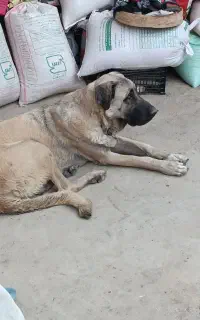 سرابی ماده