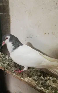 کبوتر رنگی