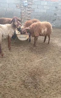 بره تمام نر تمیز