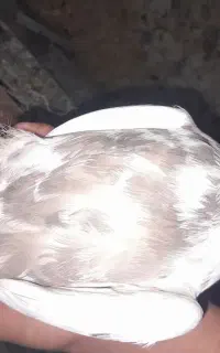 کفتر