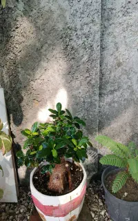 فروش گل بن سا