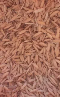 تخم جو علی کاظمی