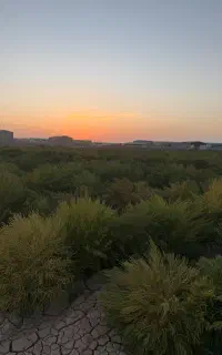 جارو‌‌‌دستی‌