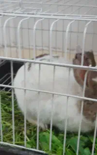 فروش خرگوش با قفس