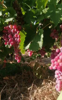 سم پاشی.باغبانی حرس.درختان. پاکنی. سم آفات