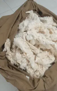 پشم سالم