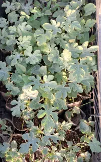 نهال هندوانه