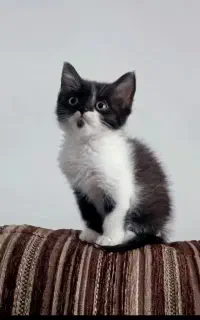 گربه