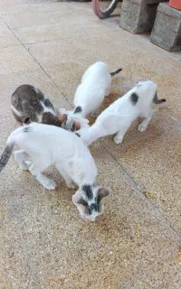 واگذاری گربه