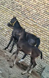 مادیان و کره