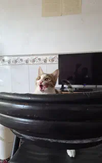 بچه گربه نر